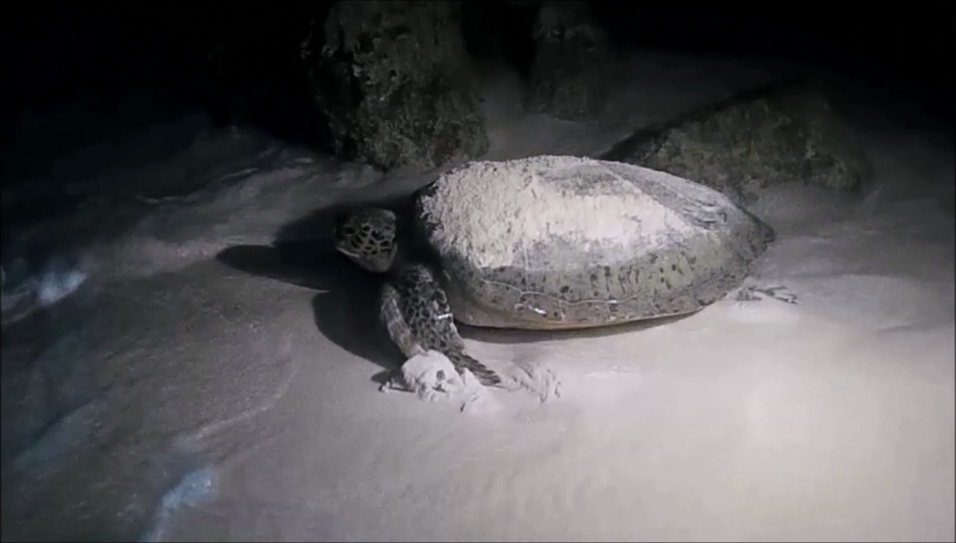 Cozumel Turtle Nesting of Green Sea Turtles and Loggerhead Sea Turtles