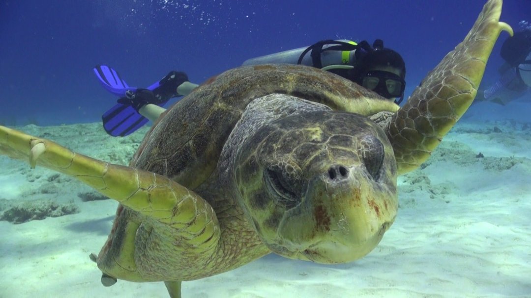 Cozumel Scuba Diving ️ Best Dive Shop Cozumel Mexico